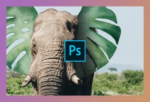 Creatie Nest Adobe Photoshop cursus